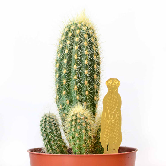 decoration-plant-animal-suricate-terrarium-et-marqueur-vegetal vue 5