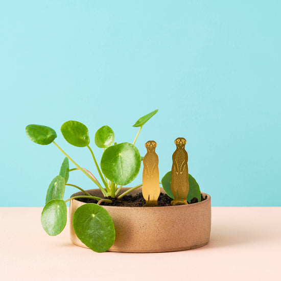 decoration-plant-animal-suricate-terrarium-et-marqueur-vegetal vue 3