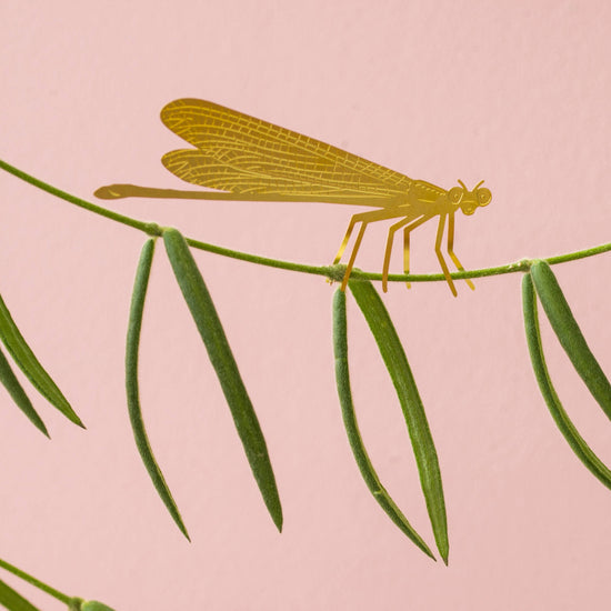 plant-animal-demoiselle-accessoire-pour-insectes vue 4
