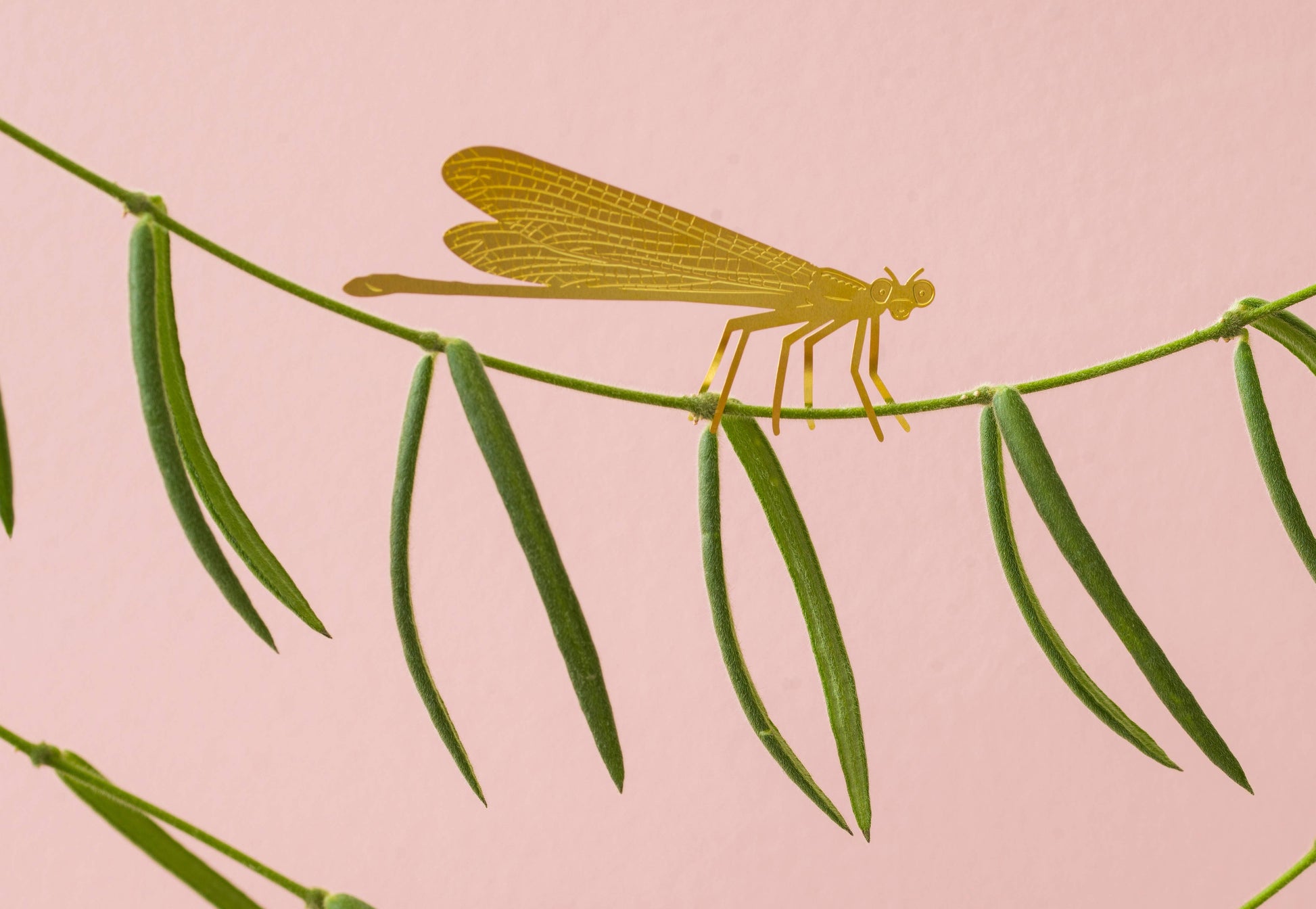 plant-animal-demoiselle-accessoire-pour-insectes vue 4